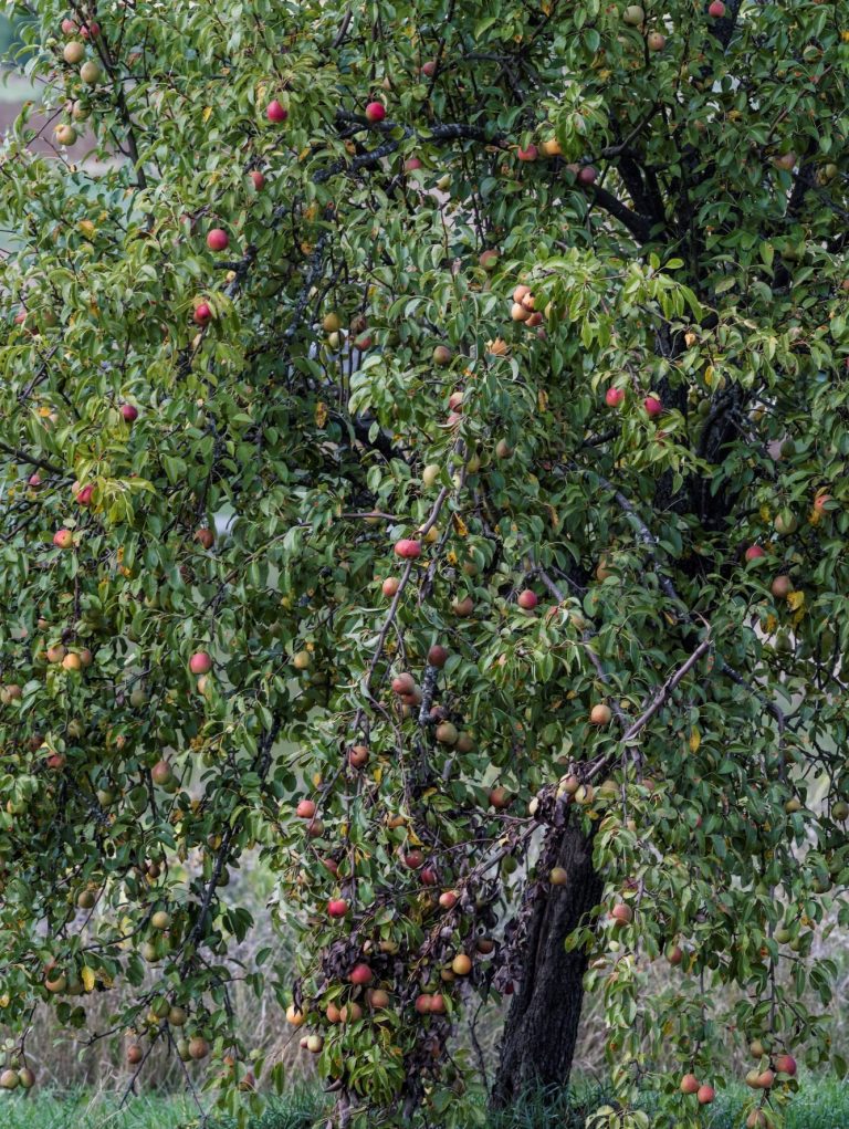 Streuobst biologisch Streuobstpakt Bayern